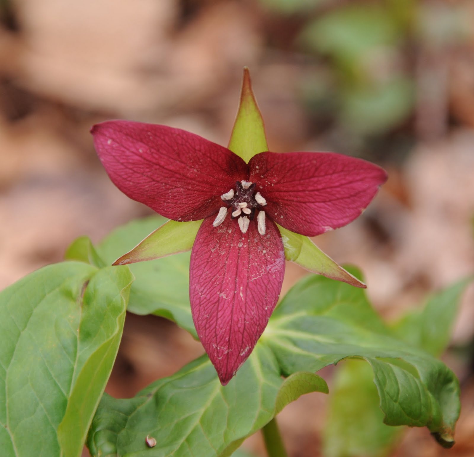 Wake Robin Flower